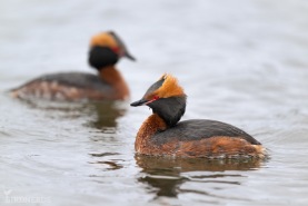 Svarthakedopping-3546