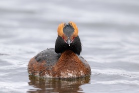 Svarthakedopping-3542