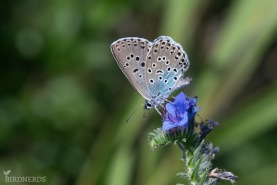 Svartfläckig blåvinge-5495
