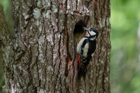 Större hackspett-7301