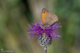 Slåttergräsfjäril-5589