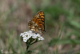 Skogsnätfjäril-6610