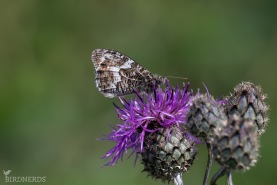 Sandgräsfjäril-5746