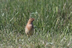 Rödstrupig piplärka-5024