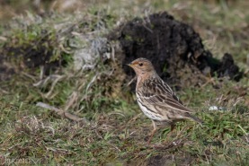 Rödstrupig piplärka-4942