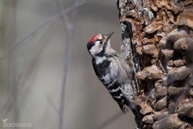 Mindre hackspett-4017