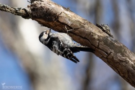 Mindre hackspett-3062