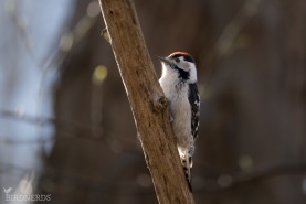 Mindre hackspett-2497