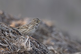 Kornsparv-0249
