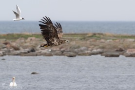 Havsörn-5453