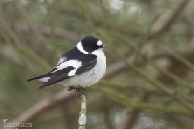 Halsbandsflugsnappare-6450