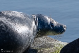 Gråsäl-5314