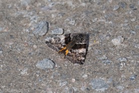 Grå flickfjäril-3483