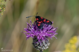 Bredbrämad bastardsvärmare-5856