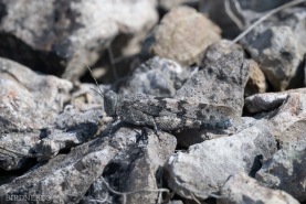 Blåvingad gräshoppa-5903