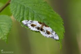 Almfläckmätare-5907