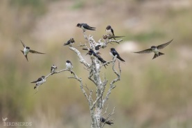 Back- hus- ladusvala-5131