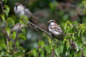 Gråsparv-4754