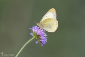 Svavelgul höfjäril-8295