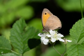 Slåttergräsfjäril-6283