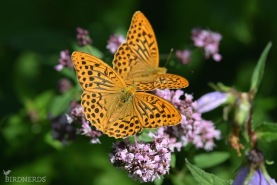 Silverstreckad pärlemorfjäril-1895