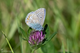 Puktörneblåvinge-6280