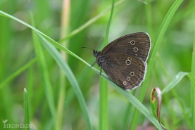 Luktgräsfjäril-2149