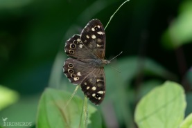 Kvickgräsfjäril-6317