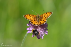 Älggräspärlemorfjäril-6538