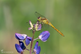 Tegelröd ängstrollslända-7407
