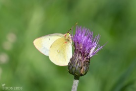 Svavelgul höfjäril-6537