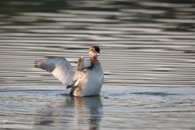 Svarthakedopping-6423