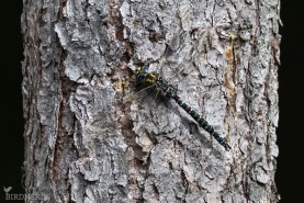 Starrmosaikslända-5742