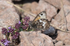 Sandgräsfjäril-2646