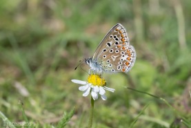 Puktörneblåvinge-8772