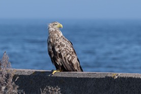 Havsörn-6619