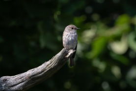 Grå flugsnappare-8780