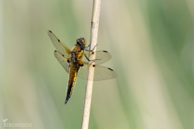 Fyrfläckad trollslända-0894