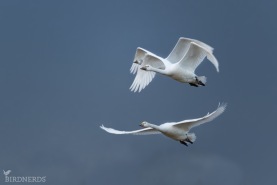 Mindre sångsvan-0350