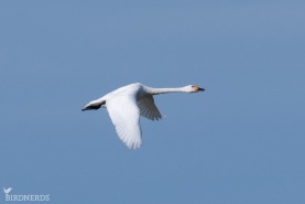 Mindre sångsvan-7647