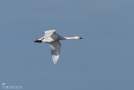 Mindre sångsvan-7655