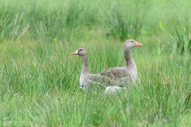 Bläsgås - grågås-9865