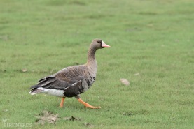 Bläsgås-2147