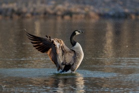 Kanadagås-0126