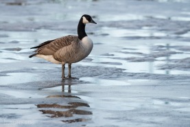 Kanadagås-6657