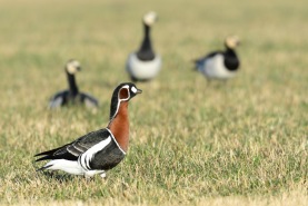 Rödhalsad gås-0922