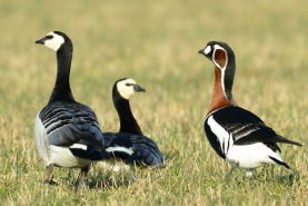 Rödhalsad gås-0960