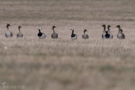 Skogsgås - vitkindad gås-6954