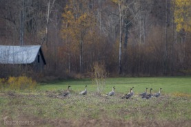 Spetsbergsgås - sädgås-5193