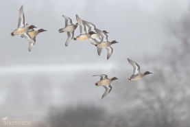 Kricka (Amerikansk)-2277